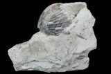 Fossil Brachiopod And Trilobite Plate - Indiana #106303-4
